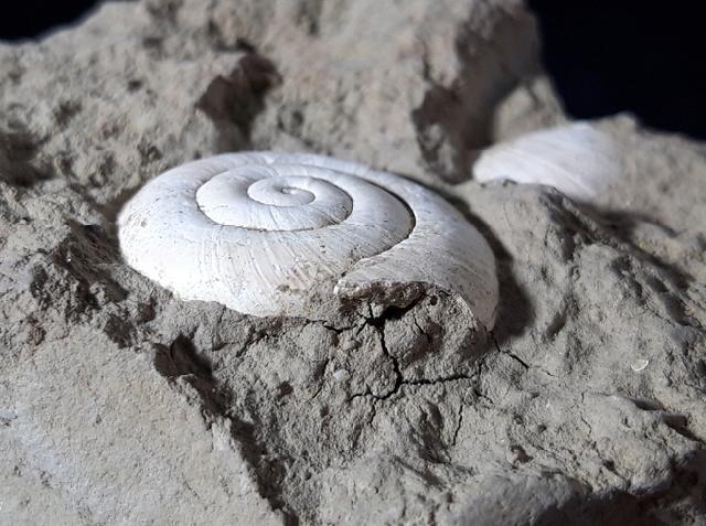 Mesodontopsis nehringeri SCHLICKUM & STRAUCH 1973 - Bild © FossNet FossilienStore